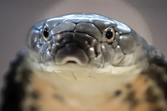 CRISPR против яда кобры: как создать новое противоядие, спасающее ткани