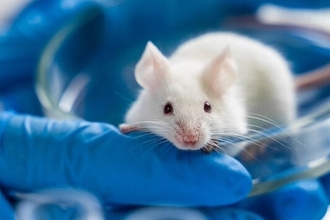 CMS121 против Альцгеймера: синтетический флавоноид смог обратить потерю памяти вспять