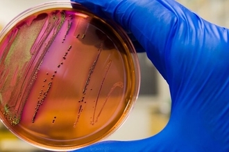 Новый антибиотик фабимицин победил более 300 устойчивых к лекарствам бактерий