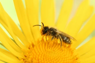 Роботы-опылители: спасут ли технологии планету, если пчелы исчезнут?