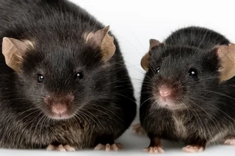 Эпигенетическое редактирование: как мы научились «регулировать» гены без CRISPR