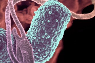 «Пьяные» бактерии в кишечнике: как микробы вызывают самоопьянение