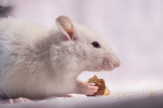 Открыт фермент ожирения MT1-MMP: новый способ контролировать аппетит