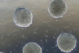 Как мягкий гидрогель запускает гаструляцию эмбриона без химии