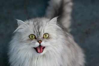 Кошки больше «разговаривают» с мужчинами: неожиданные выводы учёных