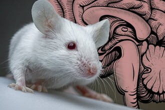 Как CRISPR-терапия научилась проникать в мозг через защитный барьер