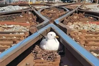 Птицы против поездов: скрытые угрозы и неожиданные последствия