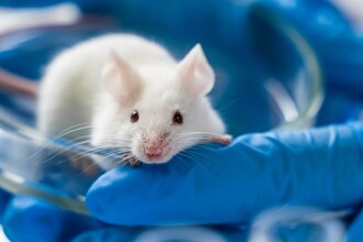 Усилитель памяти: как препарат HDAC помогает в лечении Альцгеймера и фобий