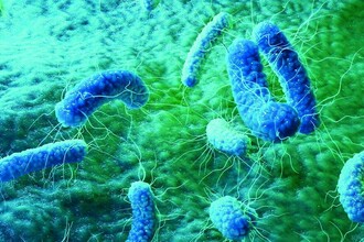 Новые антибиотики: двойной удар по супербактериям и устойчивости