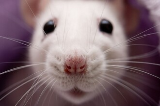 Новый кардиостимулятор заставляет сердце биться в такт дыханию