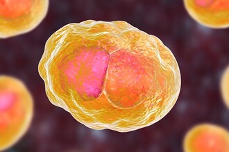 Новый метод борьбы с хламидиозом: нанотехнологии и аутофагия