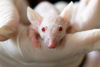 Невосприимчивый имплант: золотой датчик для долгосрочного мониторинга здоровья