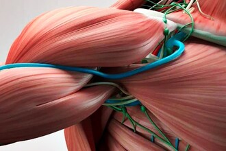 Искусственные мышцы для роботов: как они копируют силу и гибкость живых