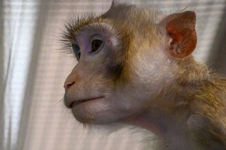 Бластоиды и тайны эмбриона: как моделируют начало жизни