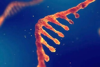 C12orf29: как белок-лигаза защищает клетки от окисления