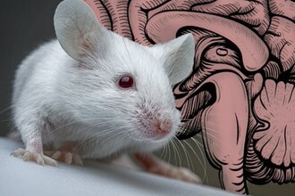 Микрочастицы против рассеянного склероза: новое слово в лечении