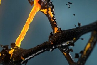 Сколько живут животные: как ДНК раскрывает срок жизни от рыб до мамонта