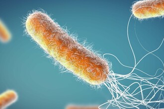 Бактериальный токсин RhsP2: Новая мишень для антибиотиков