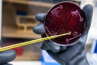 Синтетический микробиом: как создали модель кишечника для будущей медицины