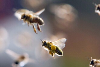 Спасти пчел: генетический ключ к борьбе с гибелью опылителей