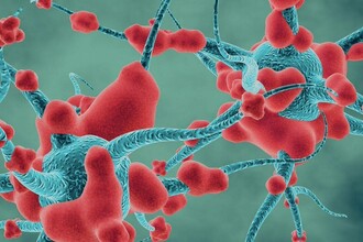 Рассеянный склероз: как белок Smad7 в кишечнике запускает атаку на нервы