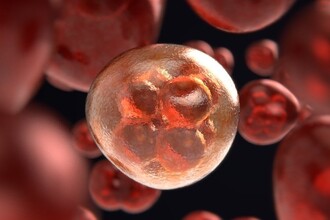 Белок TAZ против старения: как омолодить стволовые клетки крови