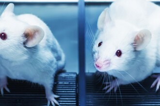 Мелатонин и память: как метаболит AMK улучшает когнитивные функции