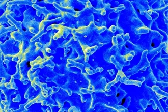 J-цепь иммунитета: как хемокин стал ключом к антителам