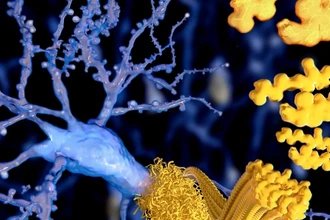 Внутренний защитник мозга: как белок BiP тормозит развитие Альцгеймера