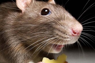 SIRT6: секрет долгой жизни и защиты от старости?