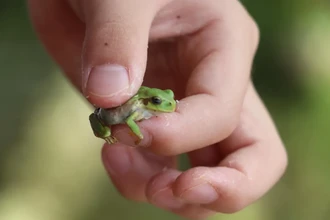 Бактерии из лягушек против рака: прорыв в онкологии из неожиданного источника
