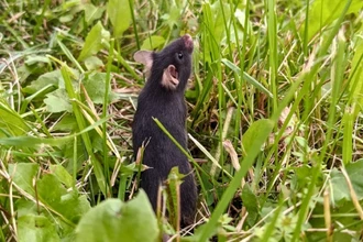 Лабораторные мыши перестали бояться после недели на природе