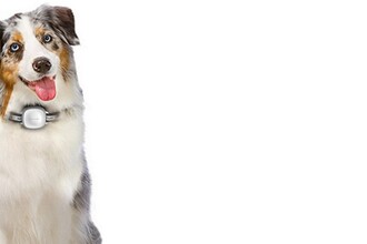 Умный GPS-ошейник для собаки: как найти питомца с помощью трекера