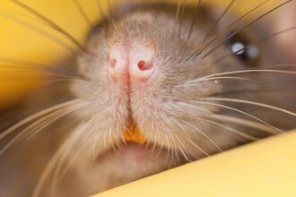 Белок p62: ключ к очистке мозга от токсичных тау-белков и защите от деменции