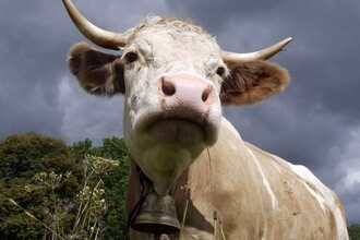 CRISPR в коровнике: как редактирование генов меняет фермы будущего