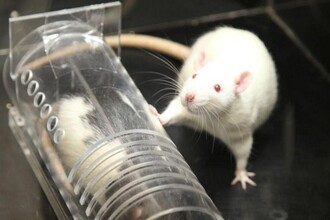 Два кода памяти: как гиппокамп помогает нам запоминать и планировать