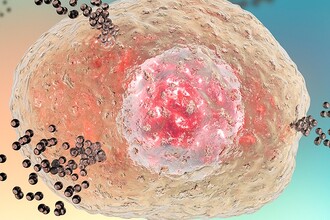 Гистамин и память: как вещество для аллергии улучшает забытое