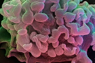 Интерлейкин-3 и базофилы: как ученые нашли новый ключ к иммунной терапии рака