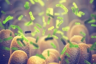 L. reuteri: как бактерия кишечника управляет гормоном окситоцином