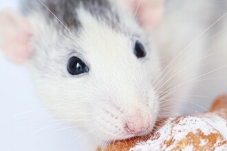 Бактерии кишечника и инсулин: как микробиота помогает при предиабете