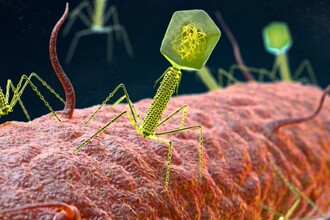 Кишечные бактерии: как микробиом управляет здоровьем и лечением