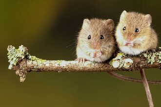 Учёные нашли «пульт управления» либидо в мозге млекопитающих