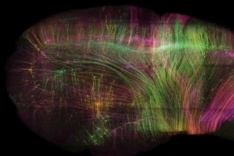Как мозг понимает слова: три нейронных ритма речи