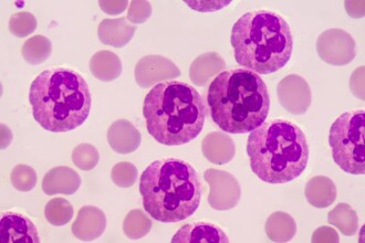 Вечные химикаты против иммунитета: как ПФАС ослабляют нашу защиту