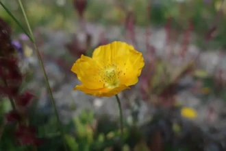Гренландия без льда: когда в её центре цвели маки и росли деревья