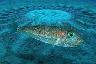 Зачем рыба фугу создает идеальные круги на песке? Секрет брачного ритуала