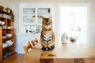 Умные гаджеты для питомцев: 5 устройств для ухода и развлечений