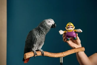 Попугай Аполлон поставил рекорд Гиннесса, назвав 12 предметов за три минуты