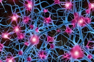 Нейроны готовы учиться: как ядро клетки создаёт вашу память