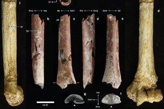 Предки «хоббитов» с острова Флорес были ещё меньше, чем считалось